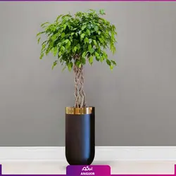 گلدان هدیه VIP فایبر گلاس با فیکوس بنجامین تنه بافت (180 تا 210 سانتی) + زیر گلدانی چرخدار