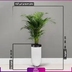 گلدان هدیه VIP فایبر گلاس با نخل اریکا (200 _ 220 سانتی متر) + زیر گلدانی چرخدار