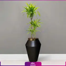 گلدان هدیه لوکس دراسنا برگ لیمویی سه شاخه