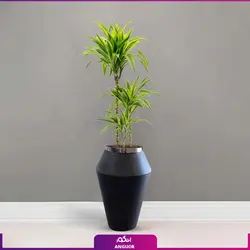 گلدان هدیه لوکس دراسنا برگ لیمویی سه شاخه