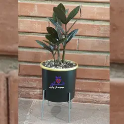 گلدان هدیه رومیزی زاموفیلیا بلک