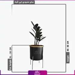 گلدان هدیه رومیزی زاموفیلیا بلک