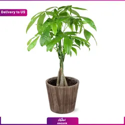 گیاه Good Luck Money Tree (ارسال گل به امریکا) | انگور