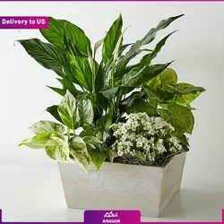 گیاه گلدانی کالانکوئه صورتی (ارسال گل به امریکا) | انگور