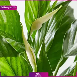 گیاه گلدانی کالانکوئه صورتی (ارسال گل به امریکا) | انگور