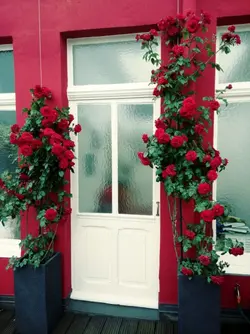 ست دو تایی گل رز رونده رنگ قرمز (140 تا 180 سانتی)