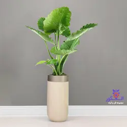 گلدان هدیه لوکس بابا آدم تنه سبز  (2 متری) فایبر گلاس