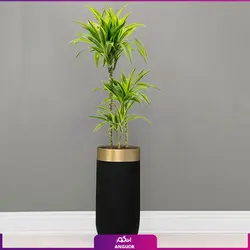 گلدان هدیه لوکس دراسنا برگ لیمویی سه شاخه (180 تا 220سانتی)