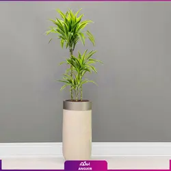 گلدان هدیه لوکس دراسنا برگ لیمویی سه شاخه (180 تا 220سانتی)