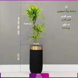 گلدان هدیه لوکس دراسنا برگ لیمویی سه شاخه (180 تا 220سانتی)