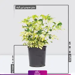 خرید اینترنتی خرید گلدان شفلرا سایز کوچک | انگور مرکز خرید گل و گیاه