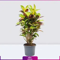 گیاه گلدانی کروتون (سایز 100 - 110 سانتی) | انگور