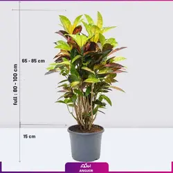 گیاه گلدانی کروتون (سایز 100 - 110 سانتی) | انگور