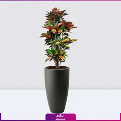 گیاه گلدانی بزرگ کروتون ( سایز 140 - 190متر) | انگور