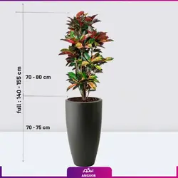 گیاه گلدانی بزرگ کروتون ( سایز 140 - 190متر) | انگور