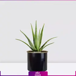 خرید آنلاین گیاه گلدانی آلوئه ورا Aloe vera (سایز 53 - 68 سانتی)
