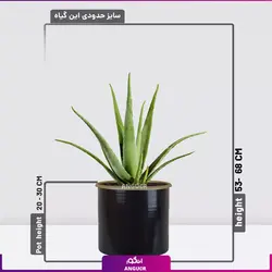 خرید آنلاین گیاه گلدانی آلوئه ورا Aloe vera (سایز 53 - 68 سانتی)