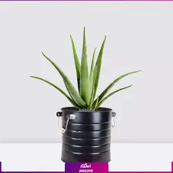 خرید آنلاین گیاه گلدانی آلوئه ورا Aloe vera (سایز 53 - 68 سانتی)