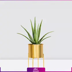 خرید آنلاین گیاه گلدانی آلوئه ورا Aloe vera (سایز 53 - 68 سانتی)
