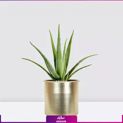 خرید آنلاین گیاه گلدانی آلوئه ورا Aloe vera (سایز 53 - 68 سانتی)