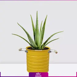 خرید آنلاین گیاه گلدانی آلوئه ورا Aloe vera (سایز 53 - 68 سانتی)