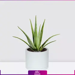 خرید آنلاین گیاه گلدانی آلوئه ورا Aloe vera (سایز 53 - 68 سانتی)