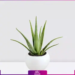 خرید آنلاین گیاه گلدانی آلوئه ورا Aloe vera (سایز 53 - 68 سانتی)