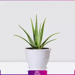 خرید آنلاین گیاه گلدانی آلوئه ورا Aloe vera (سایز 53 - 68 سانتی)