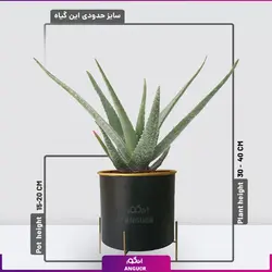 خرید اینترنتی گلدان گیاه آلوئه ورا (مشاوره رایگان با ارسال به سراسر ایران)