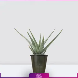 خرید اینترنتی گلدان گیاه آلوئه ورا (مشاوره رایگان با ارسال به سراسر ایران)
