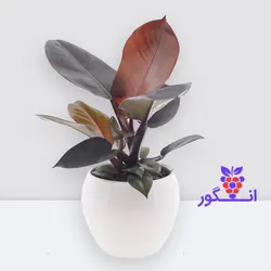 فیلودندرون بلک