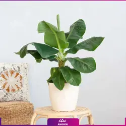درختچه موز زینتی (سایز 60 - 70 سانتی) | انگور