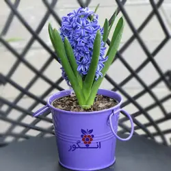 خرید آنلاین گلدان سنبل طبیعی با گلدان فلزی از گلفروشی انگور