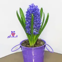 خرید آنلاین گلدان سنبل طبیعی با گلدان فلزی از گلفروشی انگور