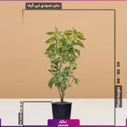 گیاه آپارتمانی آکوبا سایز بزرگ | مرکز بین المللی گل و گیاه در ایران