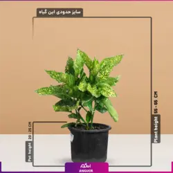 گیاه آپارتمانی آکوبا سایز کوچک | مرکز بین المللی گل و گیاه در ایران