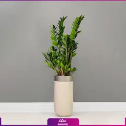 گلدان هدیه VIP فایبر گلاس با زاموفیلیا سبز + زیر گلدانی چرخ دار (150 تا 165 سانتی)