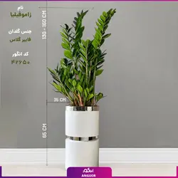 گلدان هدیه VIP فایبر گلاس کمری با زاموفیلیا + زیر گلدانی چرخ دار (130 تا 160 سانتی)