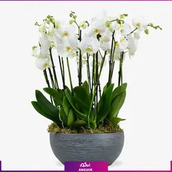 گلدان ارکیده دیزاین شده هدیه ای زیبا و جذاب (دو شاخه)