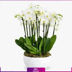 گلدان ارکیده دیزاین شده هدیه ای زیبا و جذاب (دو شاخه)