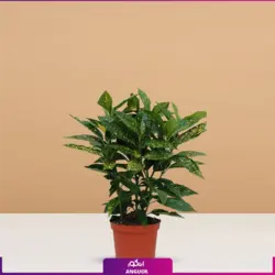 خرید آکویای ژاپنی در سایز کوچک مناسب برای هدیه دادن | انگور مرکز بین المللی گل و گیاه