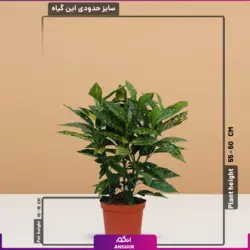 خرید آکویای ژاپنی در سایز کوچک مناسب برای هدیه دادن | انگور مرکز بین المللی گل و گیاه