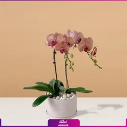 سفارش آنلاین ست سه تایی گلدان ارکیده بنفش، نارنجی، سفید