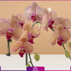 سفارش آنلاین ست سه تایی گلدان ارکیده بنفش، نارنجی، سفید