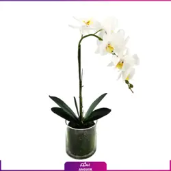 خرید آنلاین گلدان ارکیده سفید تک شاخه از مرکز گل و گیاه انگور