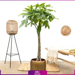 درخت پاچیرا با تنه بافت (سایز بزرگ 160 - 180 سانتی ) | انگور