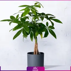 گیاه آپارتمانی پاچیرا با تنه بافت (سایز 65 - 75 سانتی) | انگور