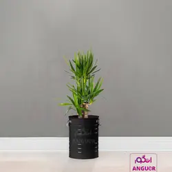 گلدان خالی فلزی فانتزی لاین در 6 رنگ مختلف (ارتفاع 40) | انگور