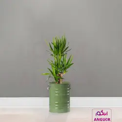 گلدان خالی فلزی فانتزی لاین در 6 رنگ مختلف (ارتفاع 40) | انگور