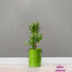 گلدان خالی فلزی فانتزی لاین در 6 رنگ مختلف (ارتفاع 40) | انگور